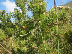 Leucadendron conicum