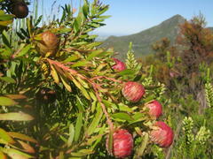 Leucadendron conicum