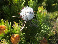 Leucadendron dregei