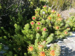Leucadendron dregei