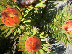 Leucadendron dregei