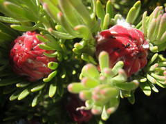 Leucadendron dregei