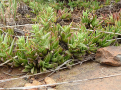 Crassula setulosa setulosa
