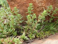 Crassula setulosa setulosa