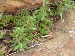 Crassula setulosa setulosa