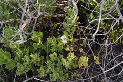 Arctotis aspera aspera