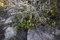 Arctotis aspera aspera