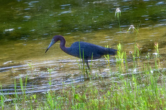Egretta caerulea