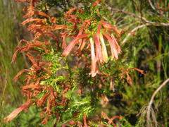Erica curviflora curviflora