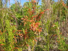 Erica curviflora curviflora
