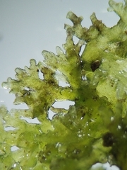 Riccardia latifrons