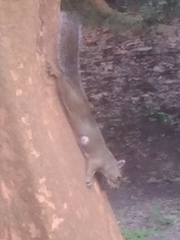 Cuterebra emasculator