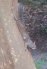 Cuterebra emasculator