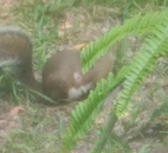 Cuterebra emasculator