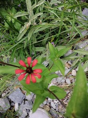 Zinniinae