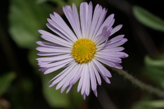 Erigeron lobatus