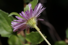 Erigeron lobatus