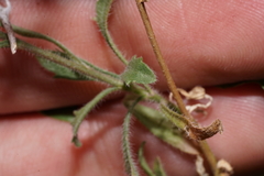 Erigeron lobatus