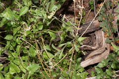 Erigeron lobatus