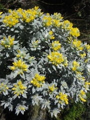 Xiphotheca fruticosa