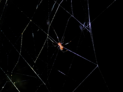 Argyrodes miniaceus