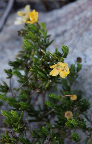 Image of Roepera spinosa by (c) Tony Rebelo, some rights reserved (CC BY-SA)