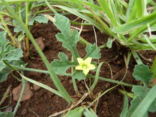 Cucumis zeyheri (Cucumis zeyheri)