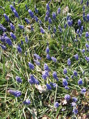 Muscari neglectum
