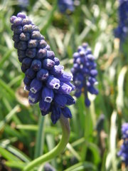 Muscari neglectum