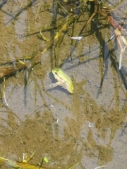 Dendropsophus luddeckei