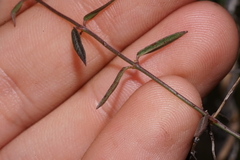 Metastelma arizonicum