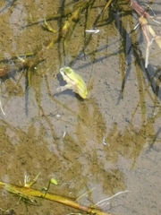 Dendropsophus luddeckei