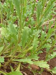 Nidorella podocephala