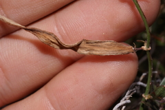 Metastelma arizonicum