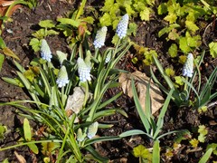 Muscari neglectum