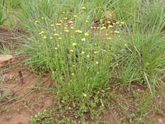 Nidorella podocephala