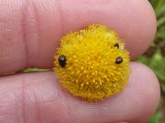 Nidorella podocephala
