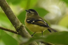 Phyllomyias nigrocapillus