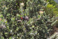 Leucospermum wittebergense