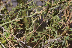 Metastelma arizonicum