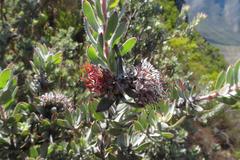 Leucospermum wittebergense