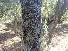 Pleurostylia capensis