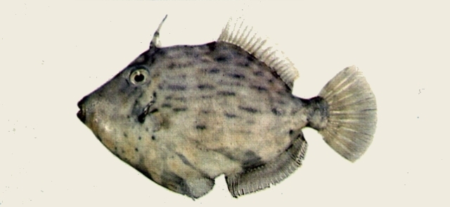 Threadsail Filefish Threadsail filefish (カワハギ) (Kushimoto aquarium and undersea tower ...