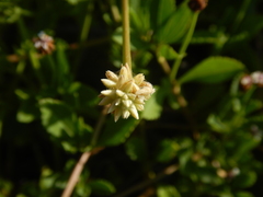 Alternanthera flavescens