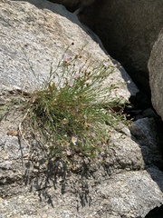 Erigeron arenarioides
