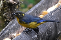 Anisognathus lacrymosus