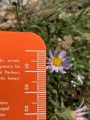 Erigeron arenarioides