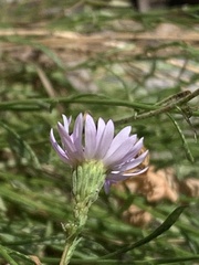 Erigeron arenarioides