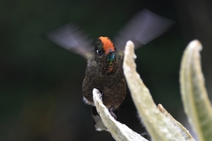 Chalcostigma herrani