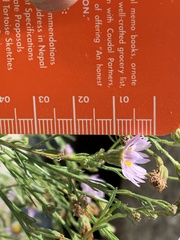 Erigeron arenarioides